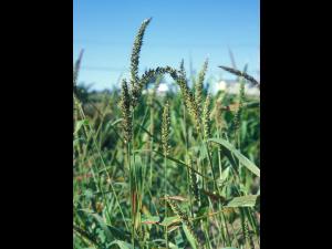 Sétaire verticillée (Setaria verticillata)_3