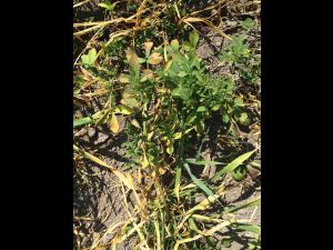 Orge - glyphosate (9)_3