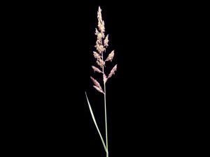 Alpiste roseau(Phalaris arundinacea)_6