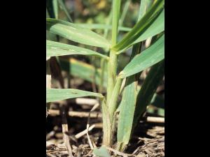Brome inerme(Bromus inermis)_2