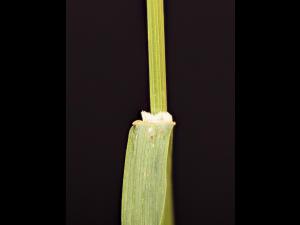 Brome inerme(Bromus inermis)_16