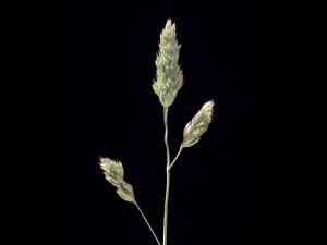 Dactyle pelotonné(Dactylis glomerata)_7