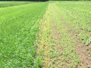 Orge - quizalofop-p-éthyl (1)_1