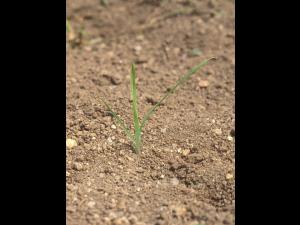 Dactyle pelotonné(Dactylis glomerata)_10