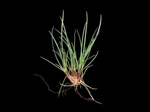 Fétuque rouge (Festuca rubra)_3