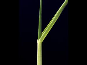 Fétuque rouge (Festuca rubra)_4