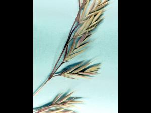 Fétuque rouge (Festuca rubra)_9