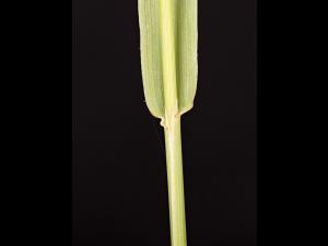 Fléole des prés (Phleum pratense)_10