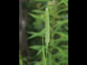 Fléole des prés (Phleum pratense)_13