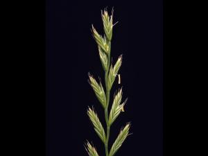 Ivraie multiflore (Lolium multiflorum)_2