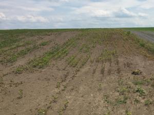 Soya - mésotrione (27)_8