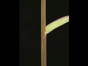 Léersie faux-riz (Leersia oryzoides)_14