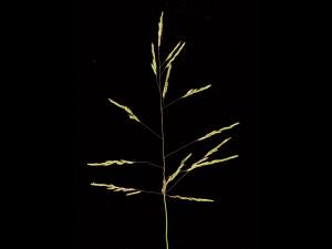 Léersie faux-riz (Leersia oryzoides)_15