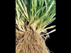 Pâturin annuel (Poa annua)_4