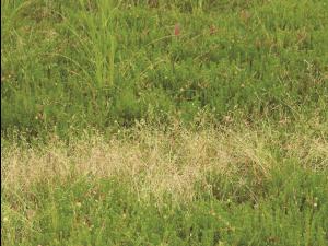 Pâturin annuel (Poa annua)_10