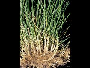 Pâturin prés (Poa pratensis)_3