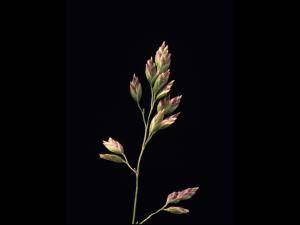 Pâturin prés (Poa pratensis)_6