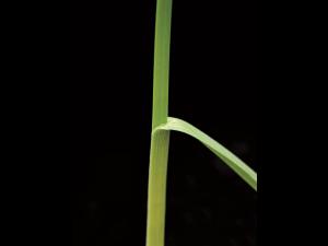 Pâturin prés (Poa pratensis)_11