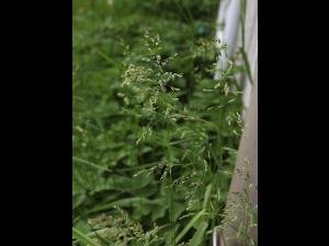 Pâturin prés (Poa pratensis)_15