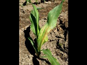 Maïs grain et fourrager - imazéthapyr (2)_2