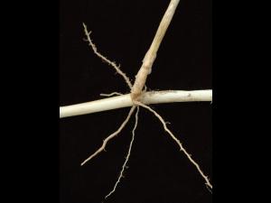 Roseau commun (Phragmites australis)_10