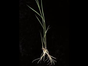 Roseau commun (Phragmites australis)_12