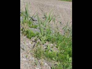 Roseau commun (Phragmites australis)_20