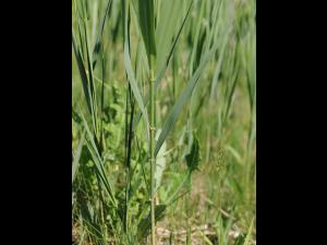 Roseau commun (Phragmites australis)_21