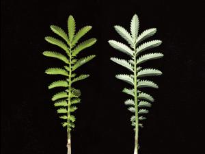 Potentille ansérine (Potentilla anserina)_6