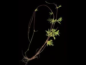 Potentille simple (Potentilla simplex)_7