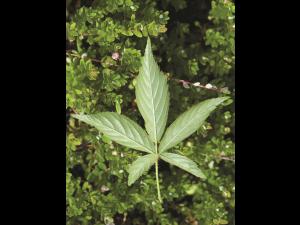 Ronce Alléghanys (Rubus allegheniensis)_3