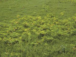 Ronce Alléghanys (Rubus allegheniensis)_7