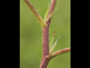 Ronce Alléghanys (Rubus allegheniensis)_14