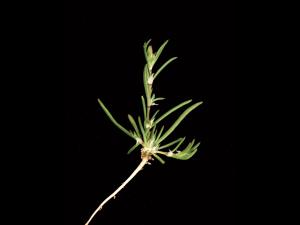 Spergulaire rouge(Spergularia rubra)_2