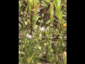 Spergulaire rouge(Spergularia rubra)_3