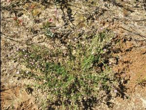 Spergulaire rouge(Spergularia rubra)_10