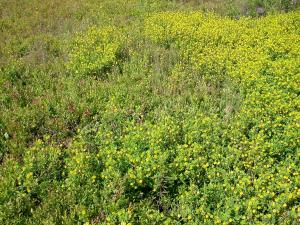 Trèfle doré(Trifolium aureum)_11