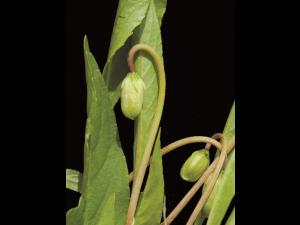 Violette lancéolée(Viola lanceolata)_1