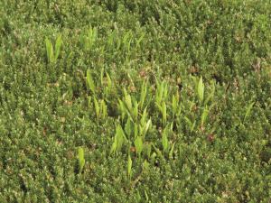Violette lancéolée(Viola lanceolata)_5