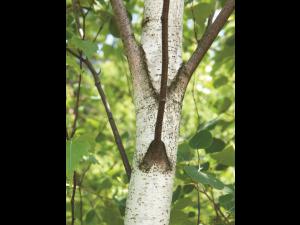 Bouleau gris(Betula populifolia)_5