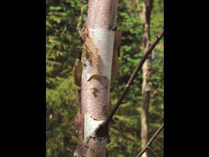 Bouleau blanc(Betula papyrifera)_2