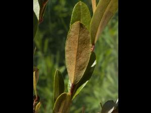Cassandre caliculé(Chamaedaphne calyculata)_12