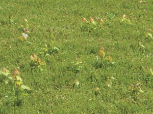 Érable rouge (Acer rubrum)_1