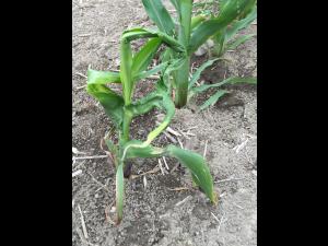 Maïs grain et fourrager - imazéthapyr (2)_10