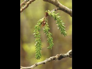 Peuplier faux-tremble (Populus tremuloides)_6