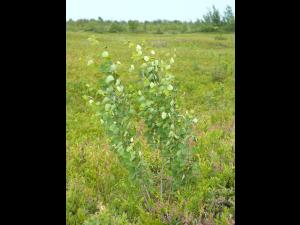 Peuplier faux-tremble (Populus tremuloides)_10