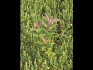 Saule feuilles poirier (Salix pyrifolia)_1