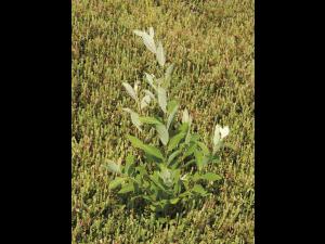 Saule Bebb (Salix bebbiana)_1