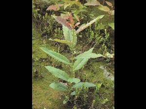 Saule discolore (Salix discolor)_2