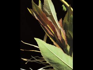 Saule discolore (Salix discolor)_3
